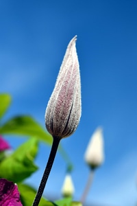 Beautiful Flowers blooming blossom