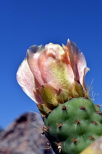 Beautiful Flowers blooming blossom photo