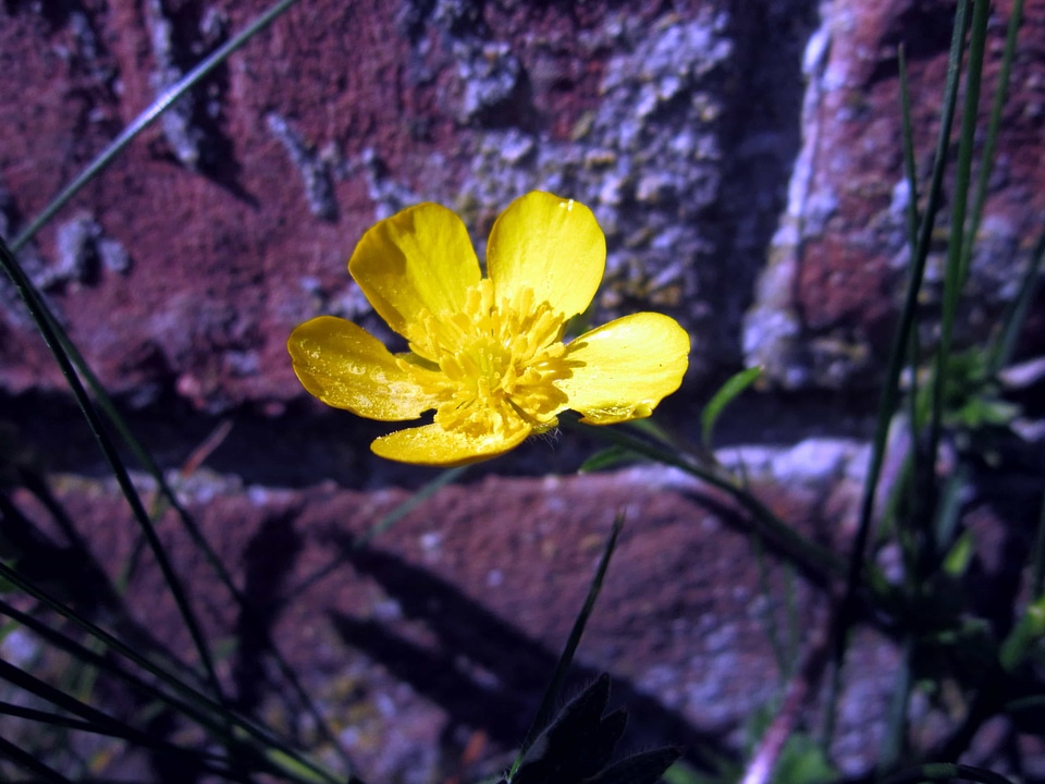 Beautiful Flowers blooming blossom