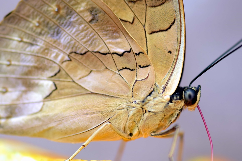 Animal arthropod biology