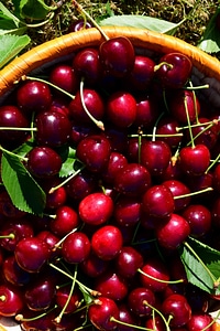 Calorie cherry delicious