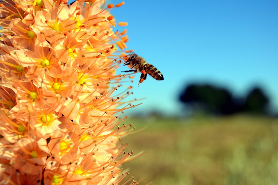 Beautiful Flowers bee blooming