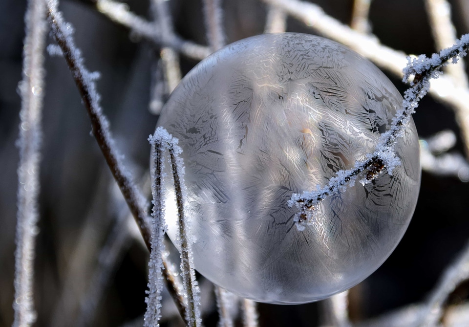 Branch detail frost