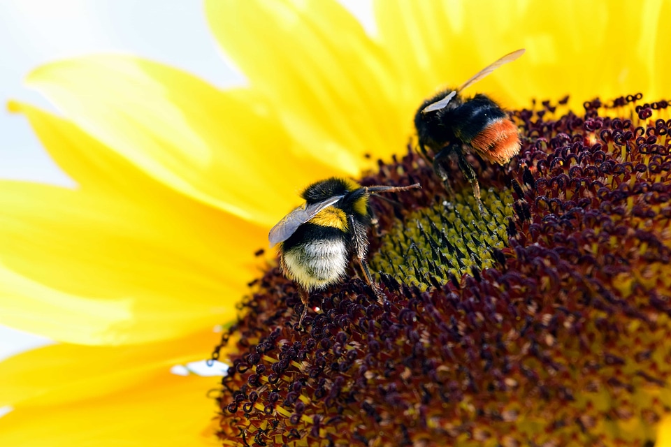 Agriculture animal arthropod