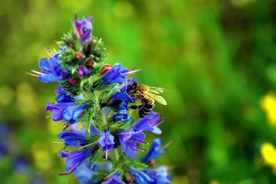 Beautiful Flowers bee blooming