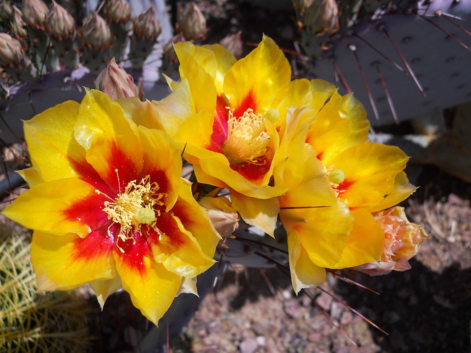 Beautiful Flowers beautiful photo bloom
