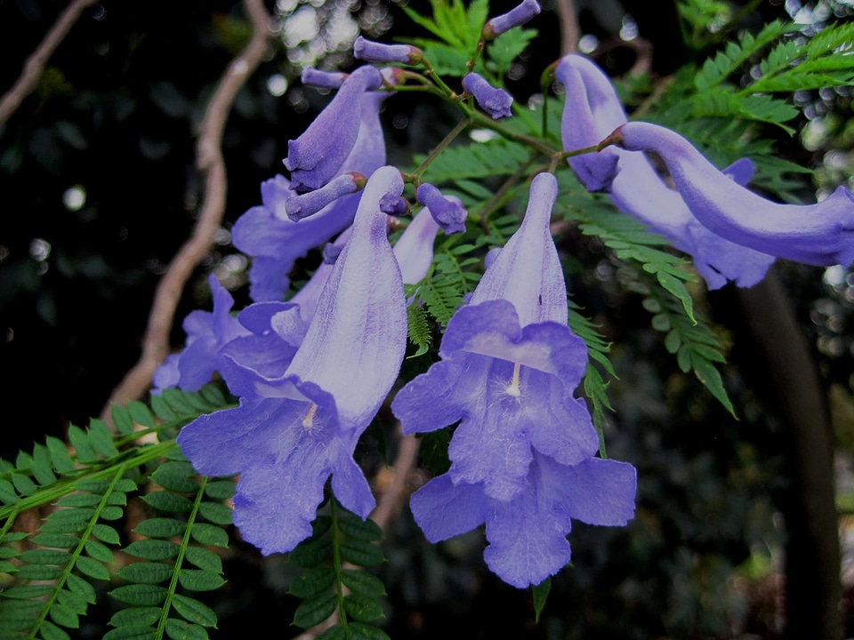 Autumn beautiful beautiful flowers