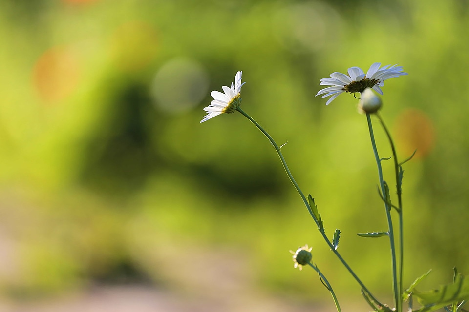 Beautiful Flowers bloom blooming