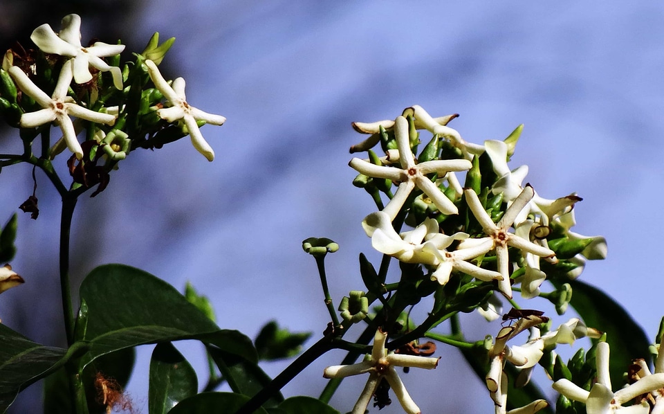 Beautiful Flowers blooming blossom