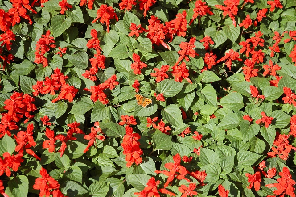 Beautiful Flowers bloom blooming