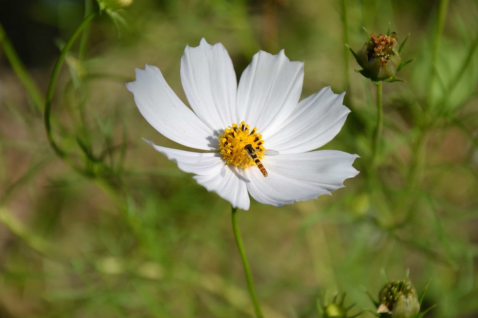 Animal arthropod beautiful flowers