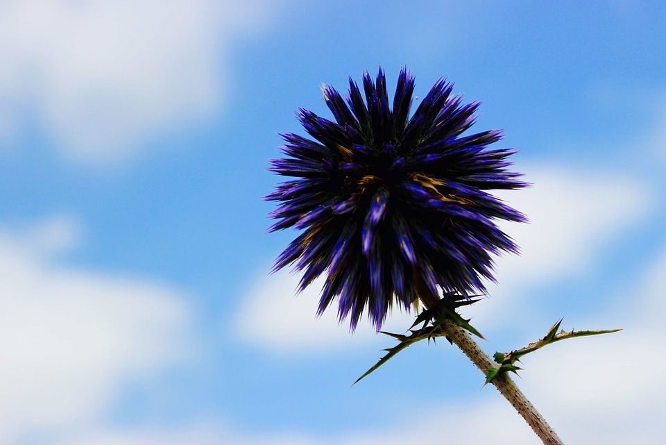 Beautiful Flowers blooming blossom