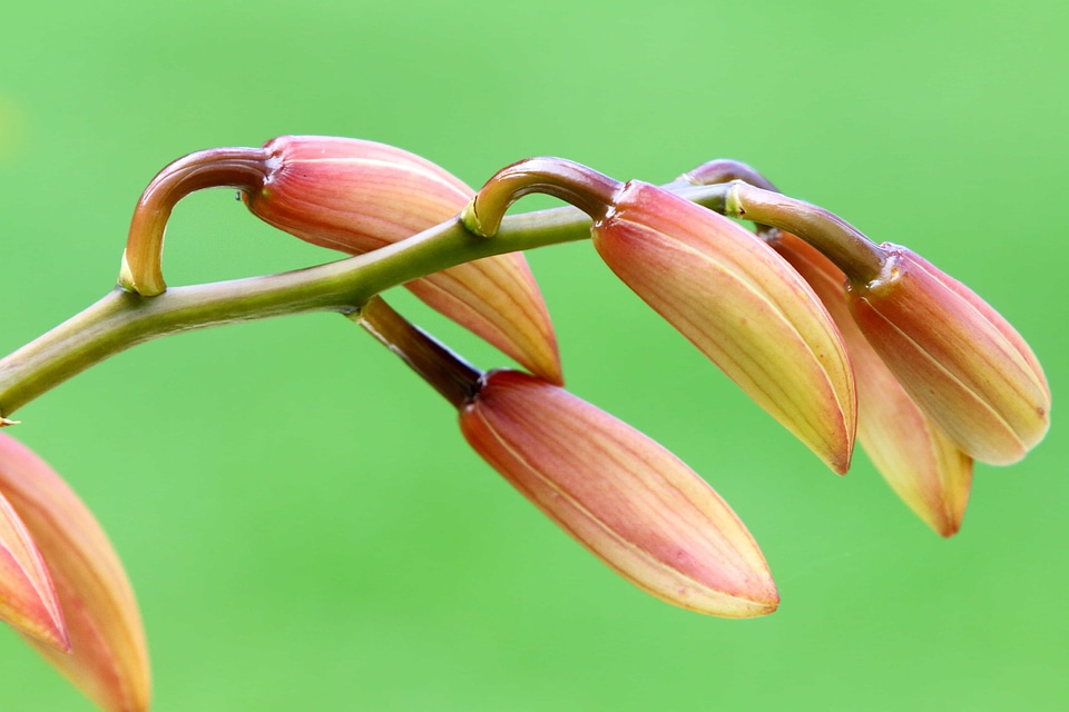 Beautiful Flowers blooming blossom