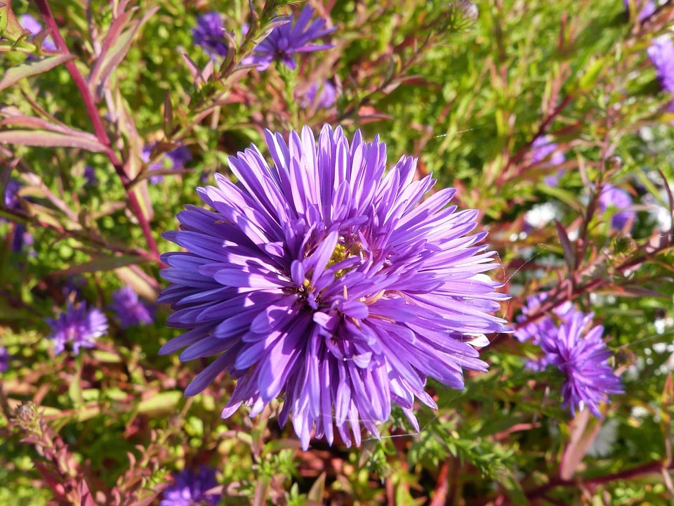 Beautiful Flowers blooming blossom