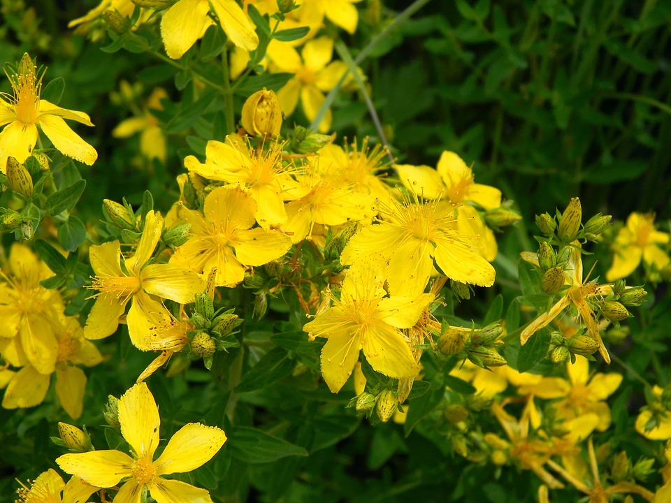 Beautiful Flowers blooming blossom