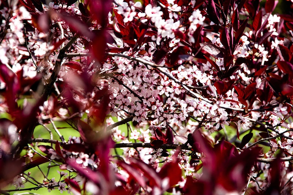 Beautiful Flowers blooming blossom