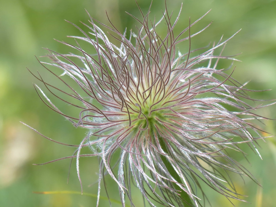 Beautiful Flowers blooming blossom