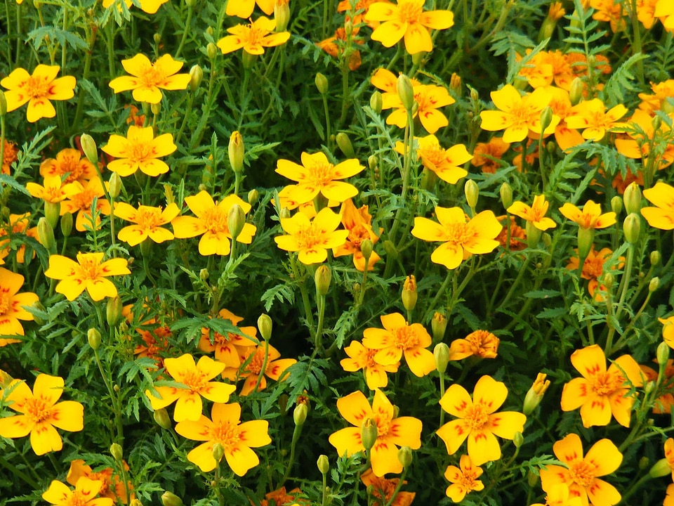 Beautiful Flowers bloom blooming