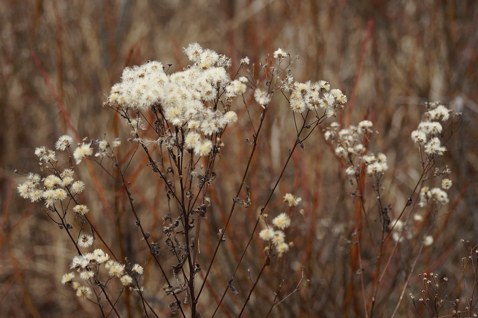 Beautiful Flowers blooming blossom