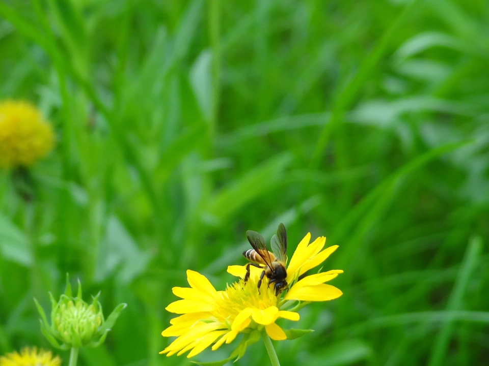Agriculture animal arthropod