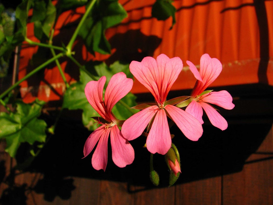 Beautiful Flowers bloom blooming