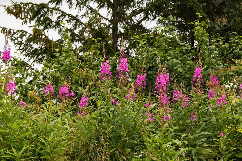 Beautiful Flowers bloom blooming