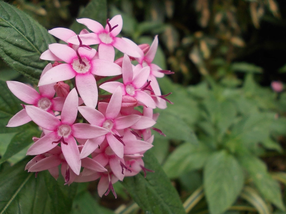 Beautiful beautiful flowers blooming