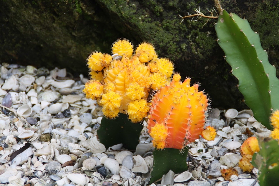 Beautiful Flowers blooming blossom