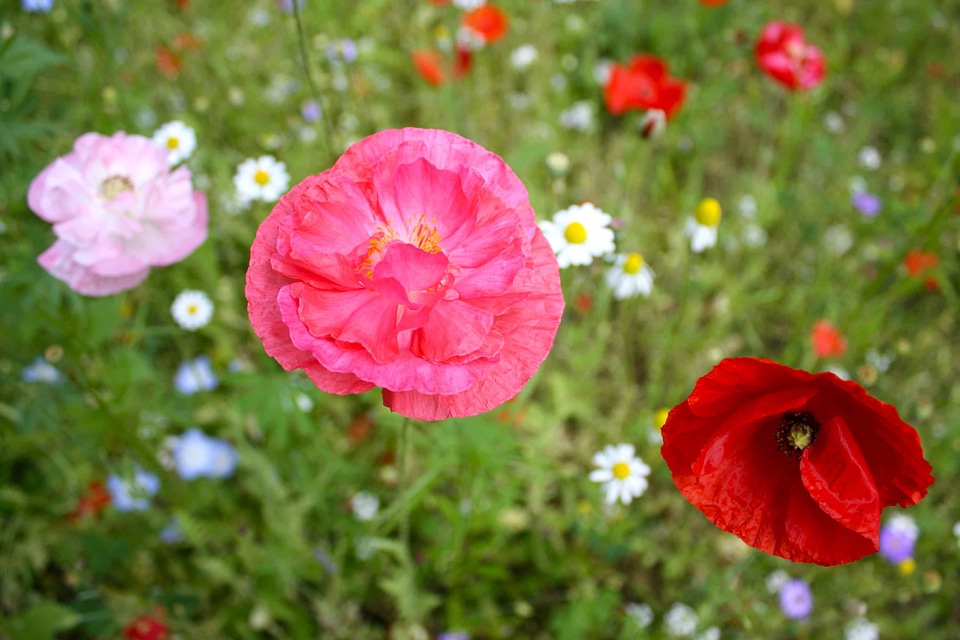 Beautiful Flowers bloom blooming