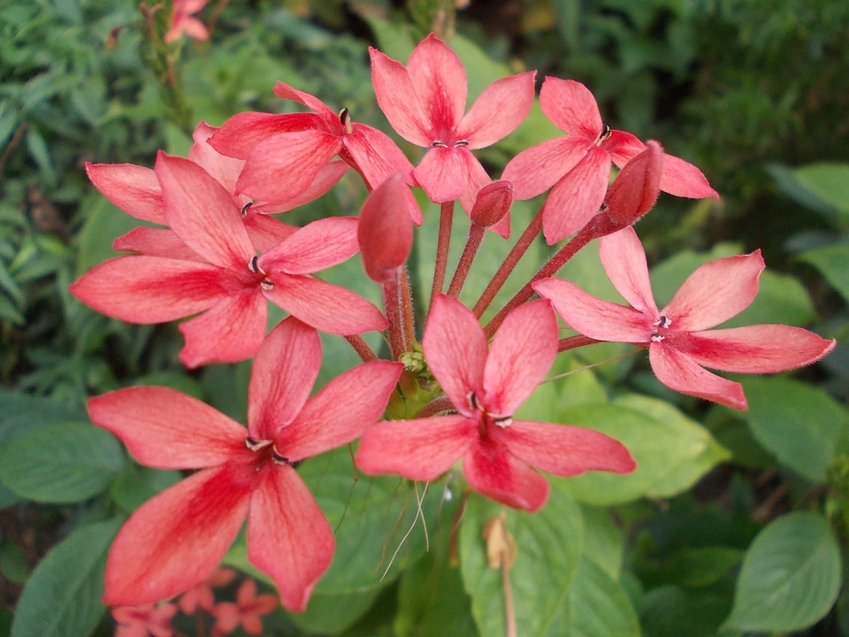 Beautiful beautiful flowers beautiful photo