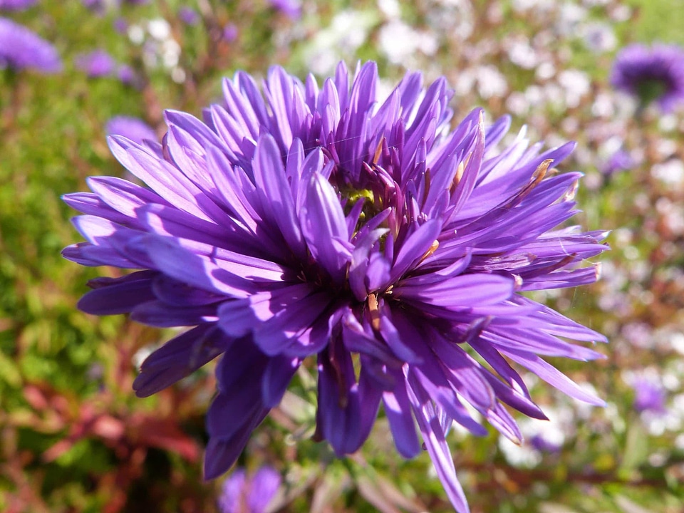 Beautiful beautiful flowers bloom