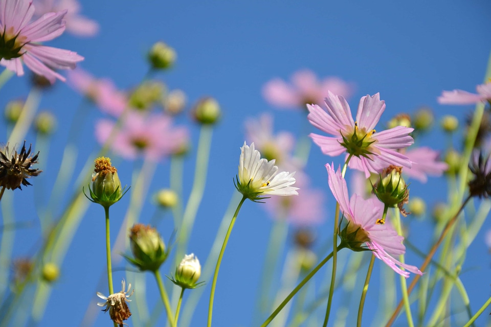 Beautiful Flowers bloom blooming