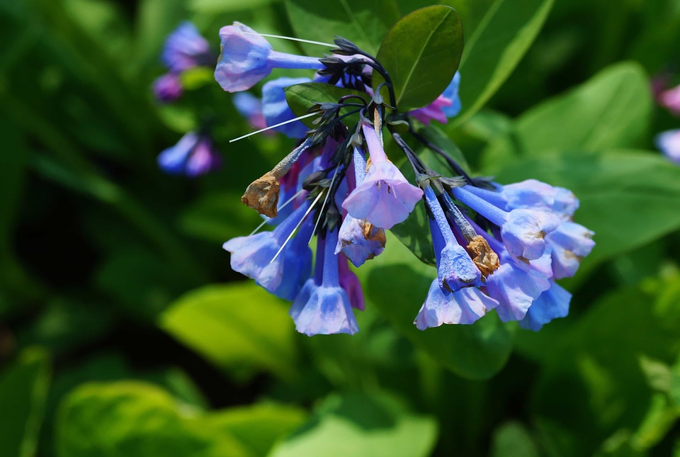 Beautiful Flowers blooming blossom