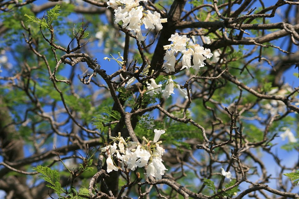 Almond beautiful flowers blooming