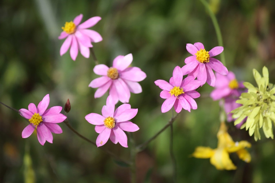 Beautiful beautiful flowers bloom