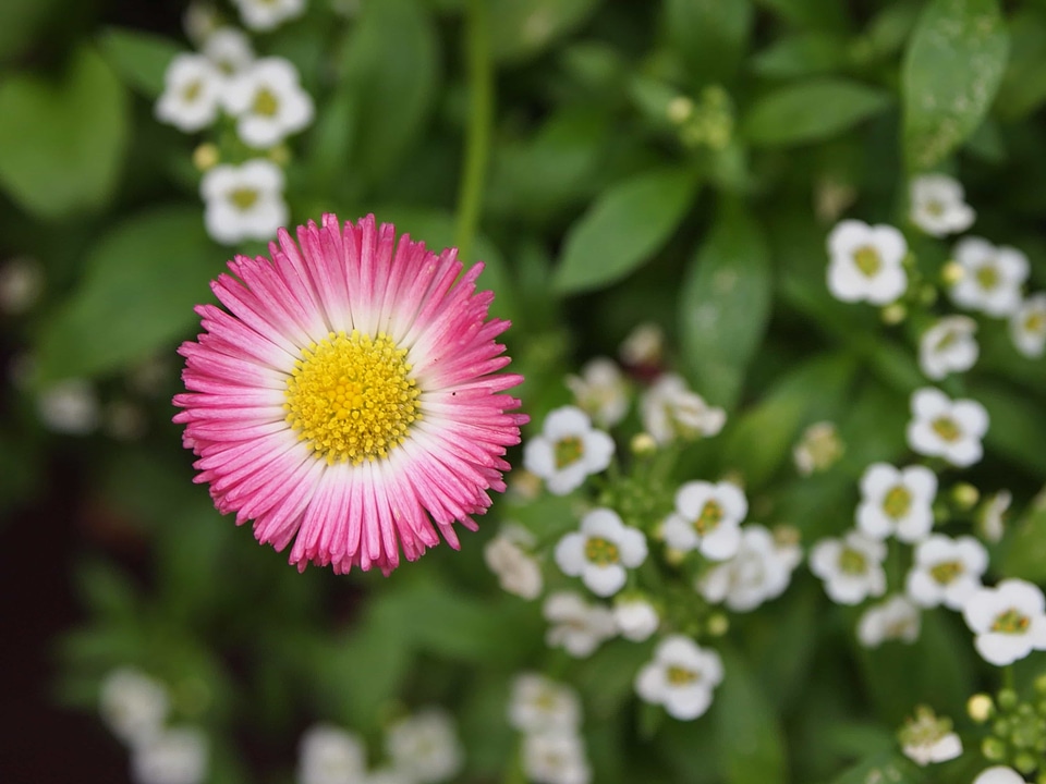 Beautiful Flowers bloom blooming