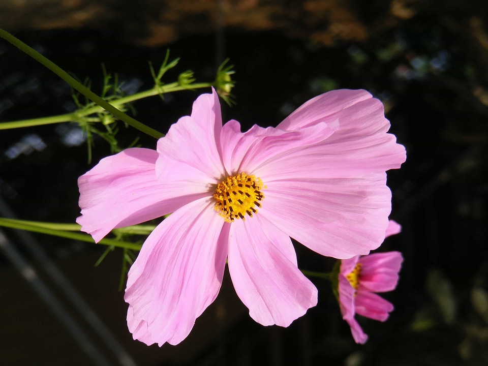 Beautiful Flowers bloom blooming