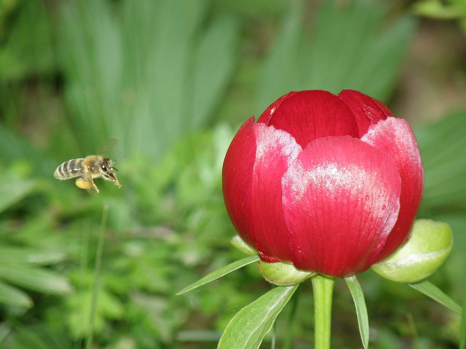 Animal arthropod beautiful flowers