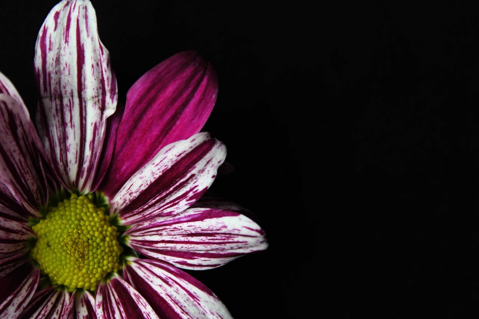 Beautiful beautiful flowers bloom