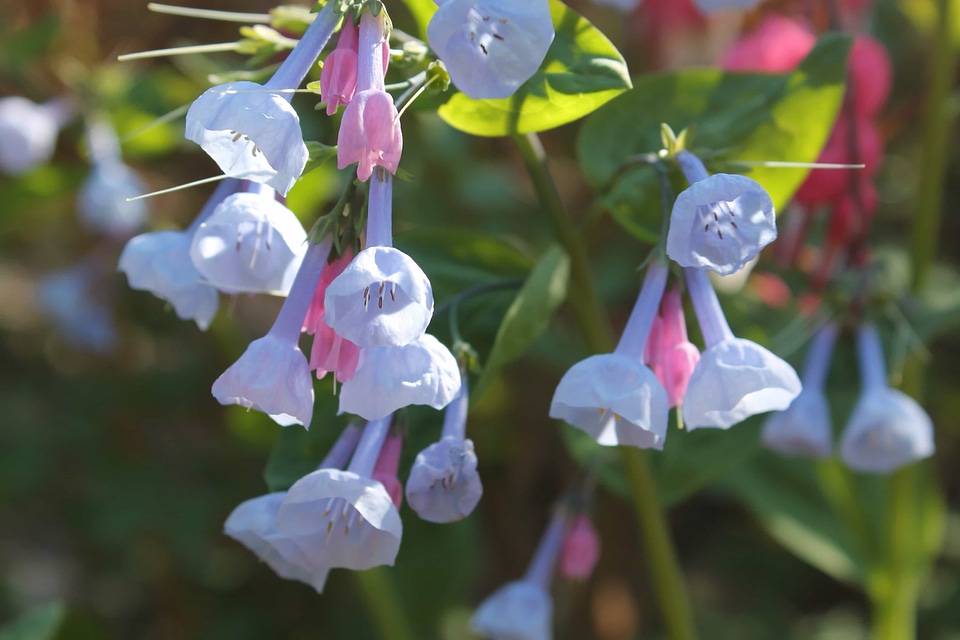 Beautiful Flowers blooming blossom
