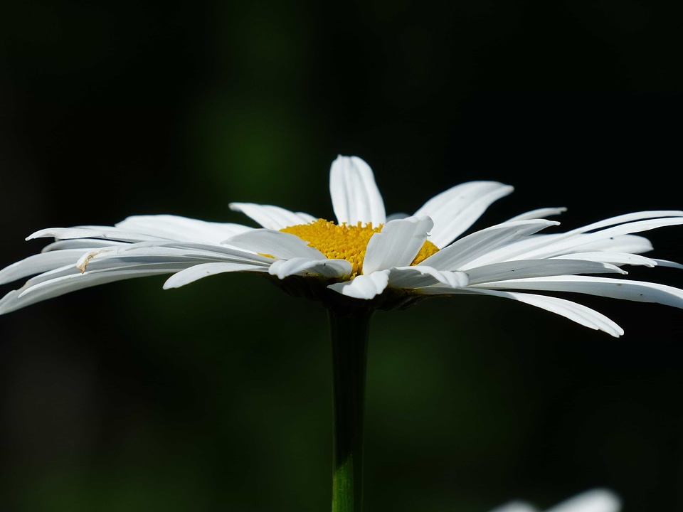 Beautiful Flowers bloom blooming