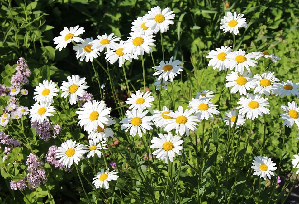 Beautiful Flowers bloom blooming