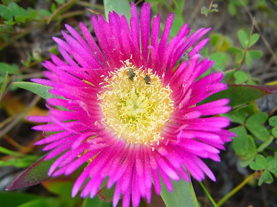 Beautiful beautiful flowers bloom