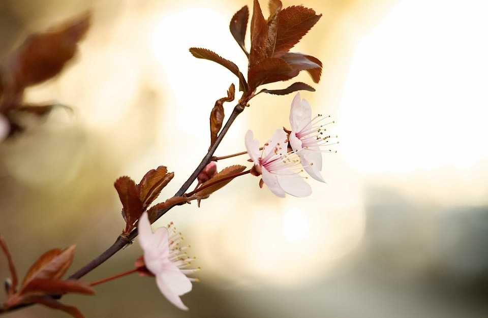 Beautiful Flowers blooming blossom
