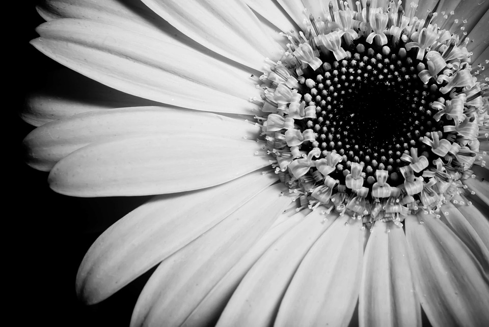 Beautiful beautiful flowers bloom