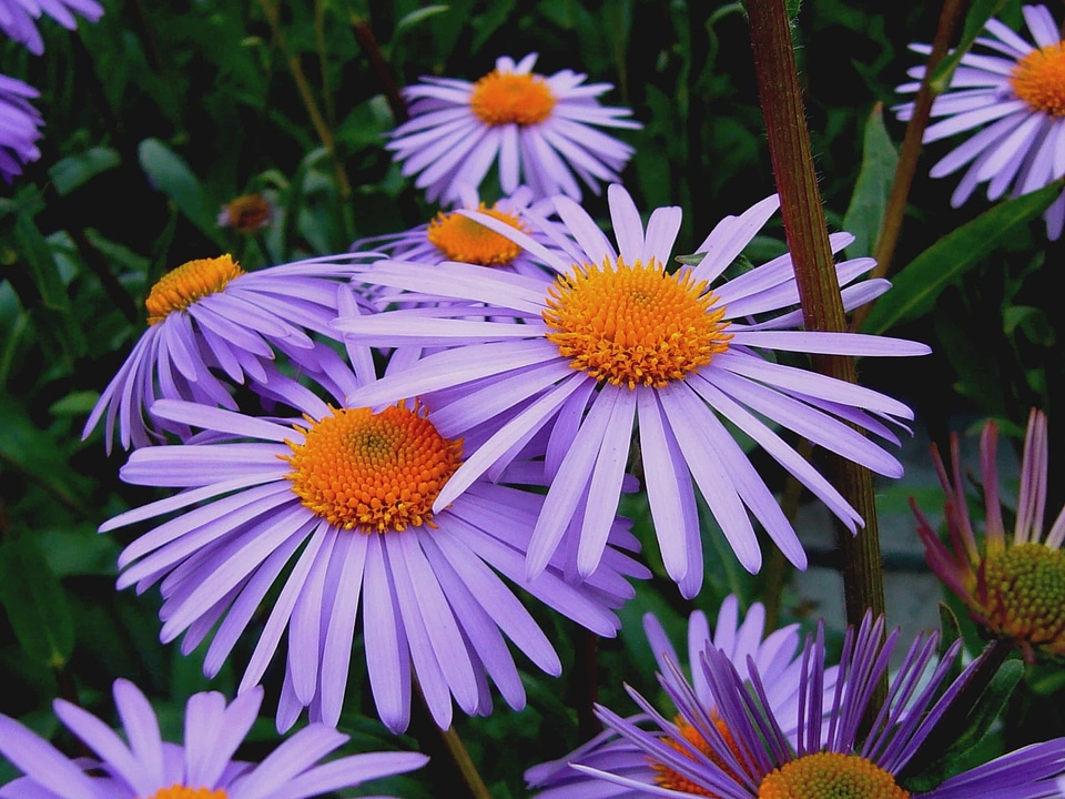 Agriculture beautiful flowers bloom