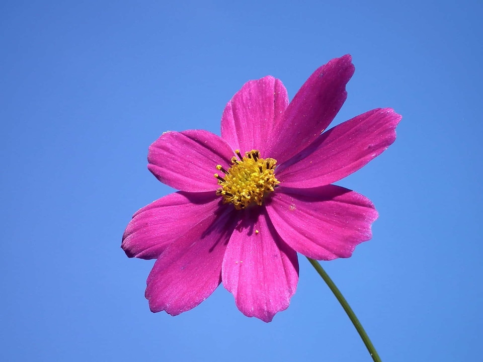 Beautiful Flowers beautiful photo bloom