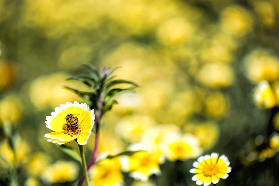 Agriculture beautiful flowers blooming