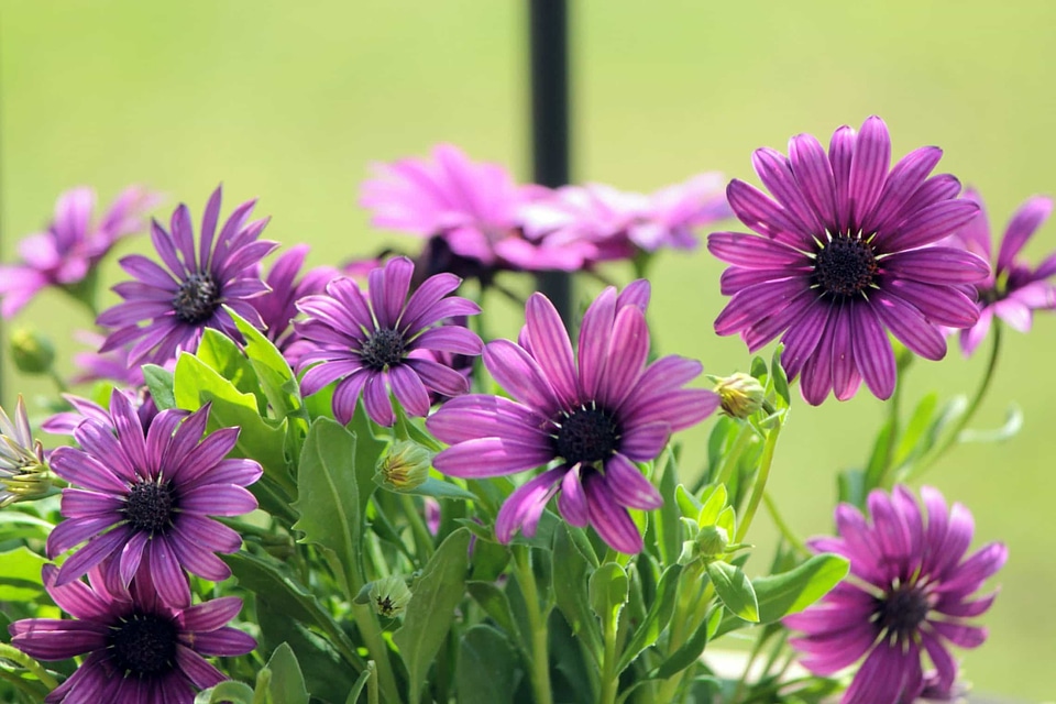 Beautiful beautiful flowers blooming