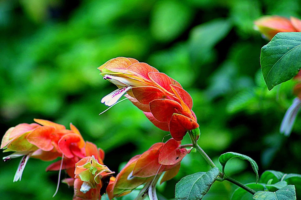 Beautiful Flowers blooming blossom